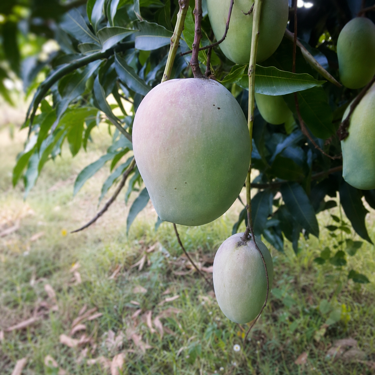 Gopal Bhog Mango