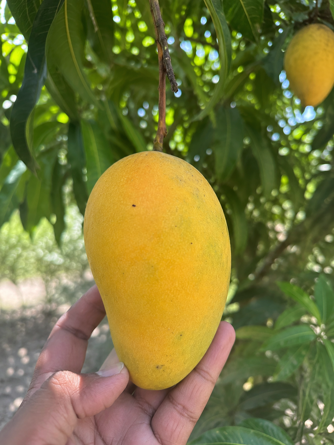 Rani Pasand Mango
