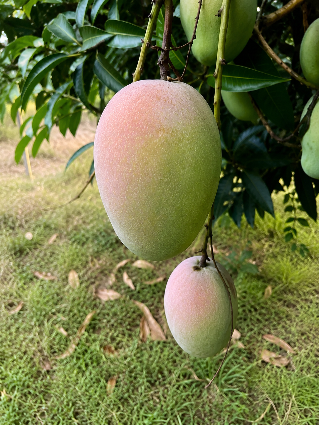 Gulab Khas Mango
