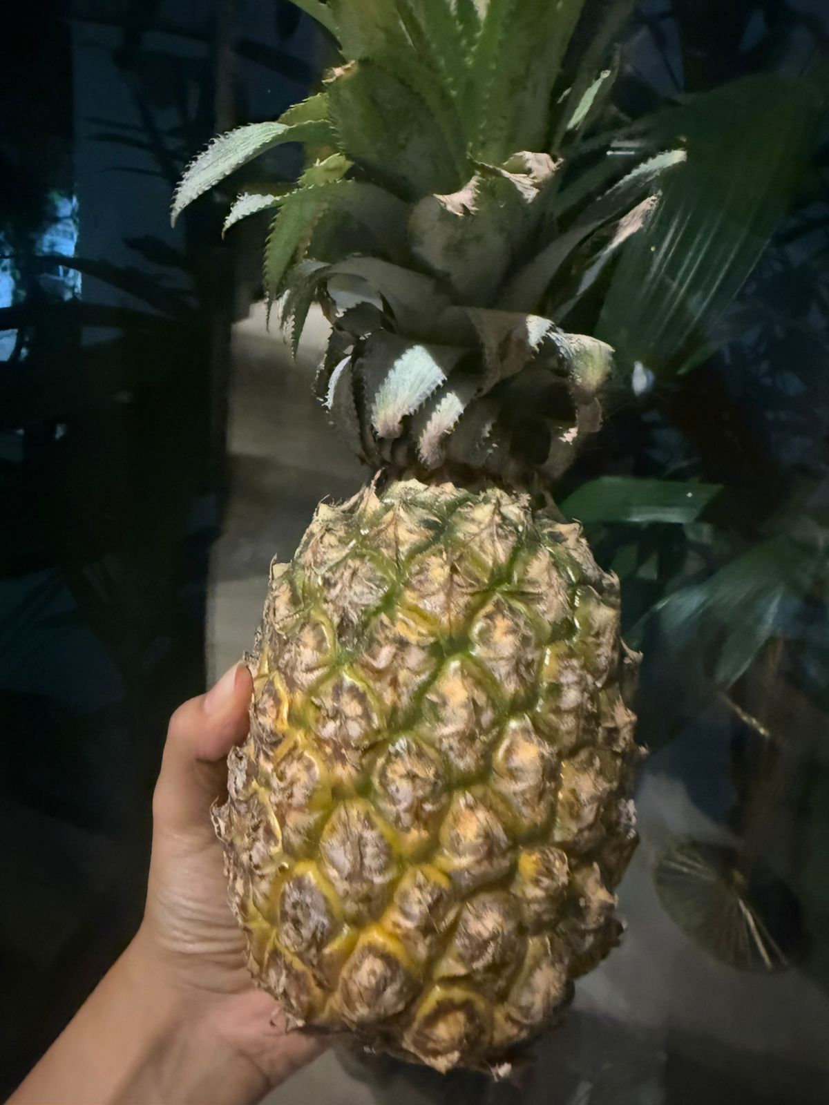 Queen Pineapple